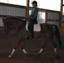 Dressage horse for sale or lease