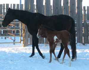 Carmagin with her 2005 filly