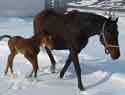 with her 2006 Paint colt