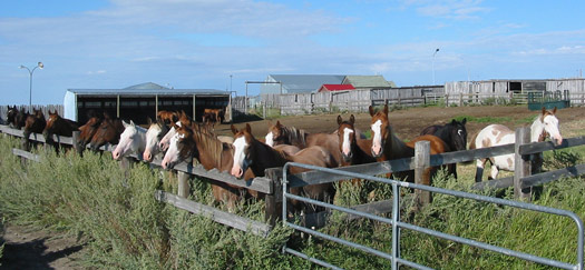 Winter corral