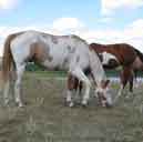 Typical foals