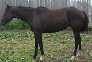 JavaJet