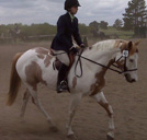 Typical  Jetta foal