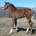 Carmagin's 2006 foal