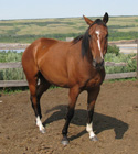 Carmagin's 2006 foal