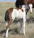 Tender Term's 2006 foal