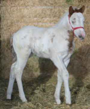 Ms Frosted Jet