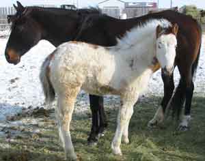 with her Jan. 2006 filly by Jetalite Blue Ice