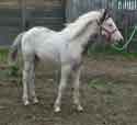 Lady's 2006 foal