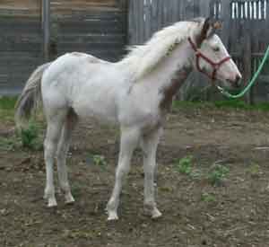 Ms Frosted Jet
