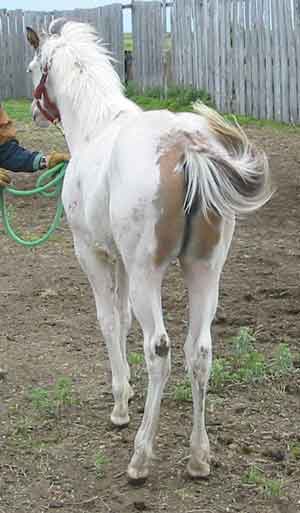 Ms Frosted Jet