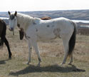 Lady's 2006 foal