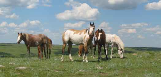 Pasture horses