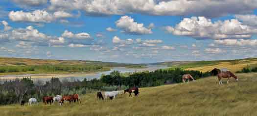 Some of the horses in pasture