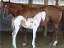 She Sheik Em with 2003 foal Jetsa Joak