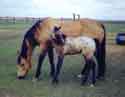 Tender Terms with her 1995 foal Crooked Terms