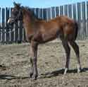 Winning Splendor's 2006 foal